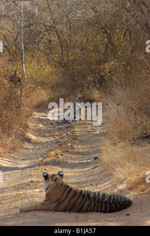 Machali Tigerin Familie auf dem Waldweg am Ranthambhore Wald, Indien. (Panthera Tigris) Stockfoto