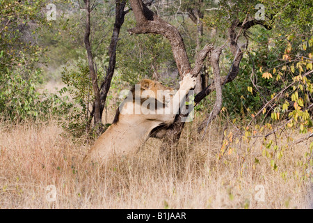 Eine große schwarze Mähne Löwe Krallen und kratzt einen Baum in der Nähe von Satara, Kruger NP, Südafrika. Stockfoto