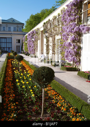 Chinesischer Blauregen (Wisteria Sinensis), Schloss Mirabell, Österreich, Salzburg Stockfoto