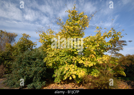 Striped Maple Moosewood Ahorn, Elch-Ahorn (Acer Pennsylvanicum) Baum im Herbst Stockfoto