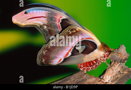 Atlas-Motte (Attacus Atlas), Imago, Unterseite, BLWS010589.jpg. Stockfoto