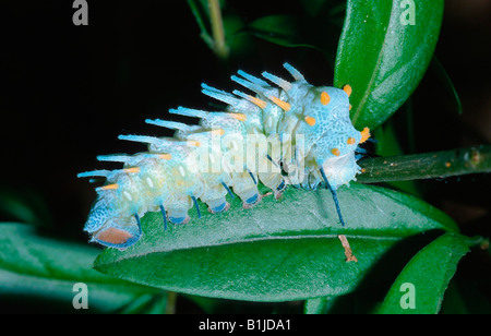 Atlas-Motte (Attacus Atlas), Raupe Stockfoto