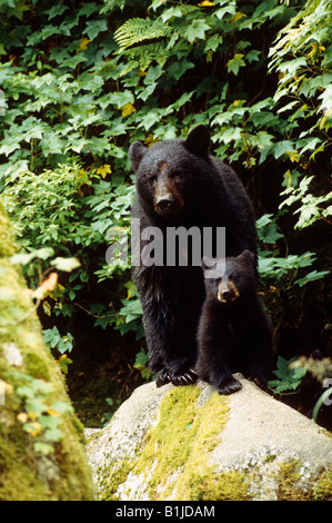 Black Bear & Cub Tongass Natl Wald SE AK Sommer Szene Stockfoto