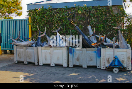 Gelbflossenthun, gelb-weißen Thunfisch, Gelbflossen-Thunfisch (Thunnus Albacares), Sportfischereiverein Marina, USA, Kalifornien Stockfoto