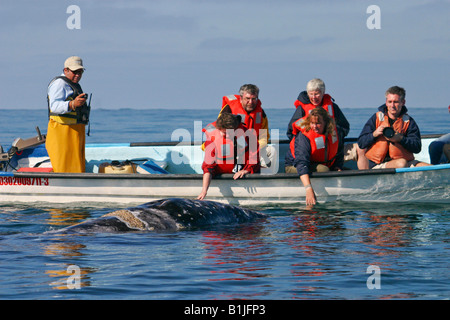 Grauwal (Eschrichtius Robustus, Eschrichtius Gibbosus), Walbeobachtung, Mexiko, Baja California, San Ignacio Lagune Stockfoto