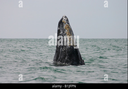 Grauwal (Eschrichtius Robustus, Eschrichtius Gibbosus), falsch, Mexiko, Baja California, San Ignacio Lagune Stockfoto