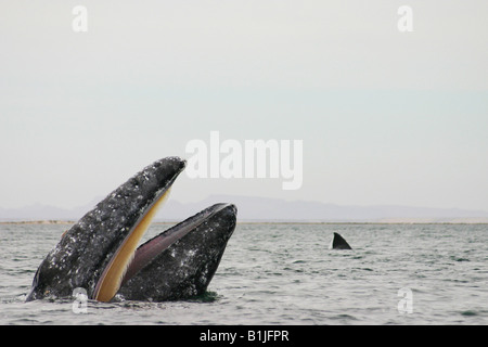 Grauwal (Eschrichtius Robustus, Eschrichtius Gibbosus), falsch, Mexiko, Baja California, San Ignacio Lagune Stockfoto