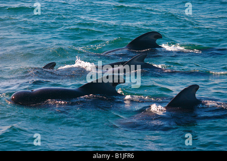 kurz-finned Pilotwal, Kiffer Wal, Shortfin Grindwal, Pacific Pilotwal, Blackfish (Globicephala Macrorhynchus), gro Stockfoto