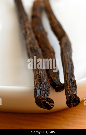Vanille (Vanilla Planifolia), getrocknet drei Vanilleschoten liegen auf einer kleinen weißen Schüssel Stockfoto