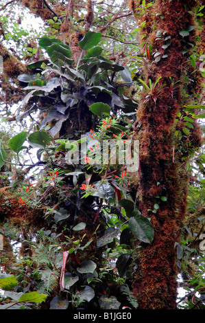 Nebelwald Landschaft im Nationalpark Monteverde, Costa Rica, Nationalpark Monteverde Stockfoto