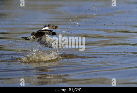 beringter Eisvogel (Megaceryle Torquata), mit gefangenen Fischen, Brasilien, Pantanal Stockfoto