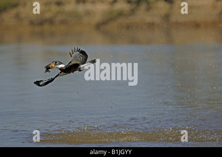 beringter Eisvogel (Megaceryle Torquata), mit gefangenen Fischen, Brasilien, Pantanal Stockfoto