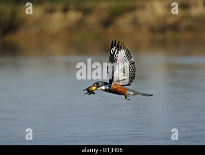 beringter Eisvogel (Megaceryle Torquata), mit gefangenen Fischen, Brasilien, Pantanal Stockfoto