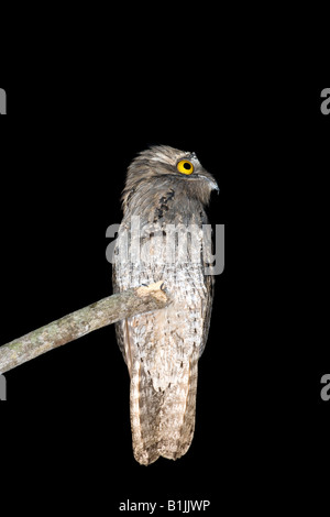 Nördlichen aber Nyctibius Jamaicensis Mexicanus San Blas Nayarit Mexiko 20 Januar Erwachsenen Nyctibiidae Stockfoto