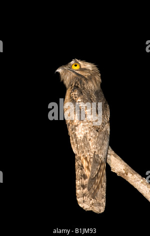 Nördlichen aber Nyctibius Jamaicensis Mexicanus San Blas Nayarit Mexiko 20 Januar Erwachsenen Nyctibiidae Stockfoto