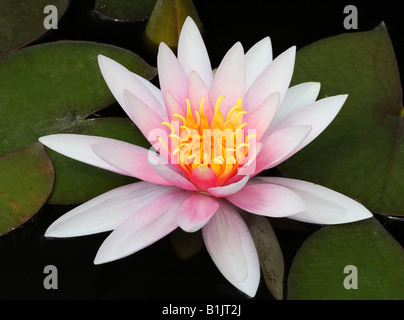 Rosa Seerose Nymphea hautnah Stockfoto