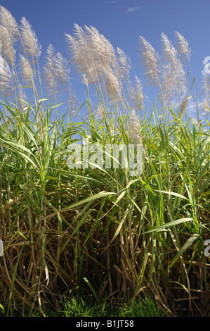 Zuckerrohr wächst in Mauritius Stockfoto