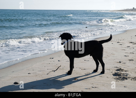 schwarzer Labrador Retriever schaut sehnsüchtig heraus zum Meer auf kleinen St-George-Insel entlang North Florida s Pfannenstiel Stockfoto