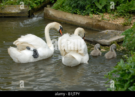 Paar Höckerschwäne mit jungen Cygnets und Essen im Gehäuse an Abbotsbury Swannery Stockfoto