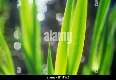 Nahaufnahme von hinterleuchteten frische grüne flache Blätter gelbe Iris mit defokussierten Blobs Licht auf dunklen Wasser hinter Stockfoto