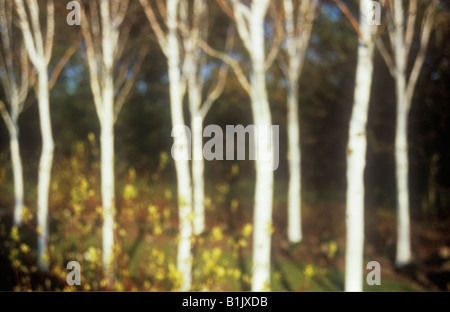 Impressionistische Wäldchen von neun weißen Baumstämme von Silver Birch mit gelben Blüten und roten Stiele der Hartriegel Stockfoto