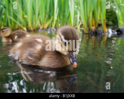 Mandarin Duck Entlein Küken Paddeln im Wasser Stockfoto