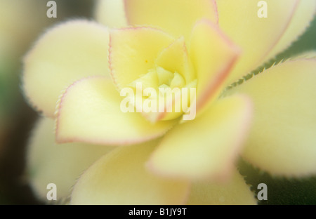 Nahaufnahme von wachsartigen saftige Creme Blätter eingefasst mit rosa und umrandet mit kleinen Widerhaken Aeonium Anlage Stockfoto