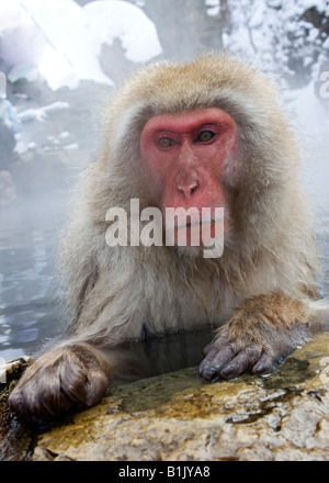 Japanischen Makaken Schnee Affe in dampfenden Thermalbad Jigokudani Honshu, Japan Stockfoto