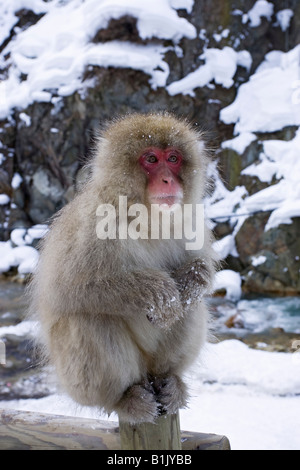 Japanischen Makaken Schnee Affe sitzt auf Pfosten im Schnee in der Nähe von Thermalbad Jigokudani Honshu, Japan Stockfoto