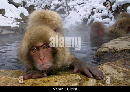 Japanischen Makaken Schnee Affenbaby untergetaucht im Wasser am Rand des Thermalbad Jigokudani Honshu, Japan Stockfoto