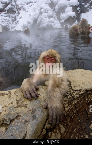 Japanischen Makaken Schnee Affe faulenzen im Thermalbad Jigokudani Honshu Japan mit Mensch wie Hand und Finger ausgestreckt Stockfoto
