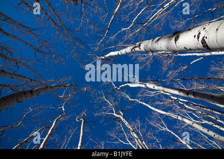 Eine ungewöhnliche Perspektive ein Espenbaum Grove in Colorado-San-Juan-Gebirge. Stockfoto