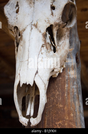 Ein Steer Schädel auf einem Pfosten an einem Gebäude bei Philmont Scout Ranch in Cimarron, New Mexico. Stockfoto