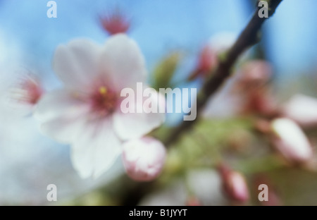 Klangschöne Nahaufnahme von rosa und weißen Blüten und Blütenknospen der Frühling oder Rosebud Kirsch- oder Prunus Subhirtella Baum Stockfoto