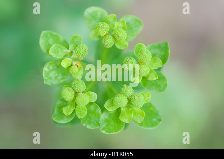 Euphorbia Samenköpfe Stockfoto