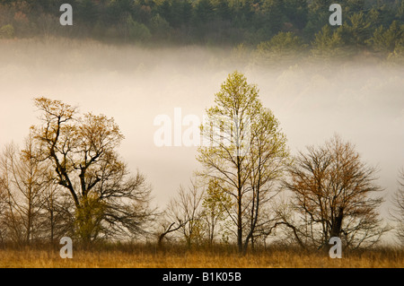 Am frühen Morgensonnenlicht tief liegend Nebel entlang Zaun Zeile in Cades Cove Great Smoky Mountains Nationalpark Tennessee Abbrennen Stockfoto