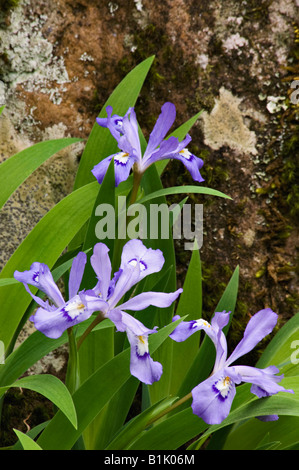 Zwerg Crested Iris Great Smoky Mountains Nationalpark Tennessee Stockfoto