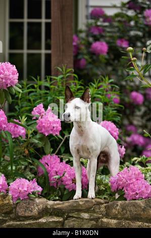 Parson Jack Russell Terrier auf Steinmauer im Garten stehen zu warnen Stockfoto