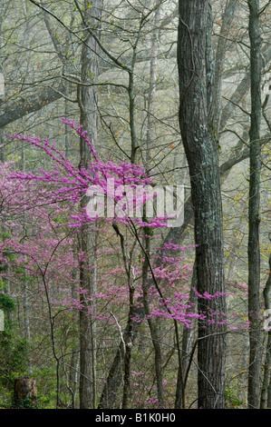 Östlichen Redbud Baum blühen in Kentucky Misty Frühling Wald Cumberland Falls State Park Stockfoto