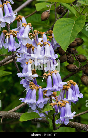 Königliche Paulownia Baumblätter Blüten und Samenkapseln im Rainbow Falls State Park in Indiana Stockfoto