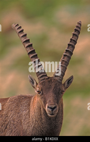 Alpine Ibex (Capra Ibex) quartierte bis zu den Alpen im Hochgebirge - Schweiz Stockfoto