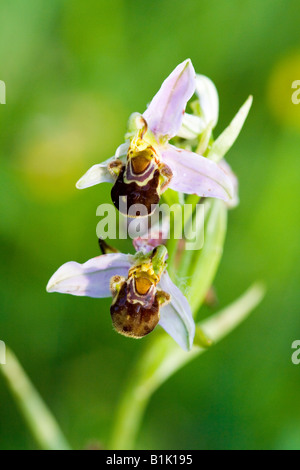 zwei Biene Orchidee Blüten am Stiel Stockfoto