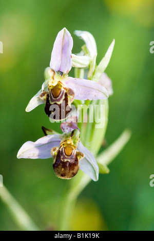 zwei Biene Orchidee Blüten am Stiel südlichen fraance Stockfoto