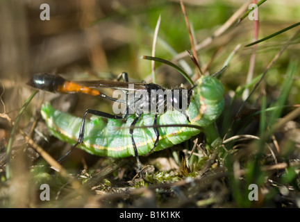 Heide-Sandwespe, Jagdwespe, Ammophila pubescens, die wirtsraupe, Gatekeeper oder Hedge Brown, Pyronia tithonus Stockfoto