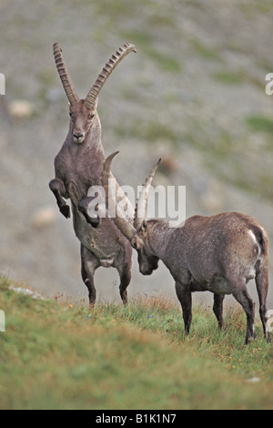 Alpine Ibex (Capra Ibex) Männchen kämpfen - beschränkt sich auf die Alpen im Hochgebirge - Schweiz Stockfoto