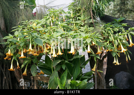 Die Engelstrompete Baum Brugmansia Suaveolens Nachtschattengewächse wachsen neben der Kanäle der schwimmenden Gärten von Xochimilco, Mexiko Stockfoto