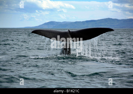 Der Schwanz eines Buckelwals, während er abtaucht Kaikoura an der Ostküste der Südinsel Neuseeland Stockfoto
