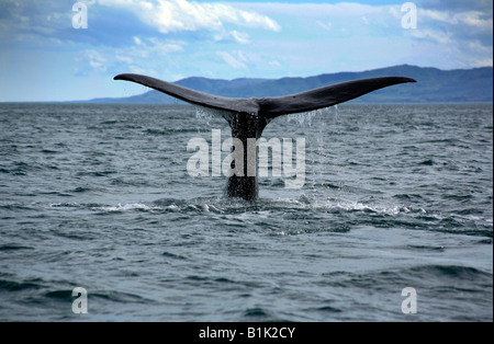 Buckelwal vor Kaikoura an der Ostküste der Südinsel von Neuseeland Stockfoto