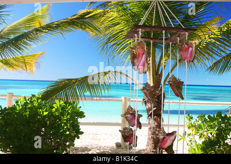 Muscheln auf Grand Turk Stockfoto