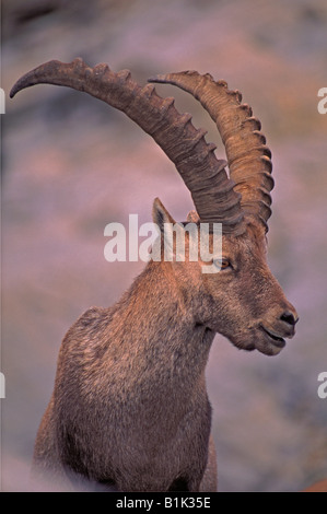 Alpine Ibex (Capra Ibex) quartierte bis zu den Alpen im Hochgebirge - Schweiz Stockfoto